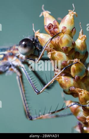 Nahaufnahme Libelle sitzt auf Wegerich Samen, extreme Makro, blauer Hintergrund Stockfoto