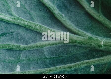 Frisches wirsing-Kohlblatt als Textur. Makrowinkel Stockfoto