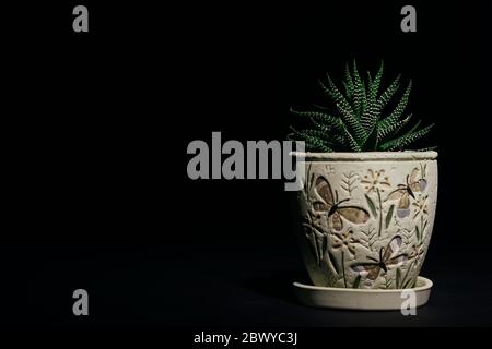 Low-Key-Nahaufnahme auf haworthia attenuata saftige Zimmerpflanze bilden attraktive Rosetten. Auffallend saftige Zimmerpflanze auf dunklem Hintergrund. Stockfoto