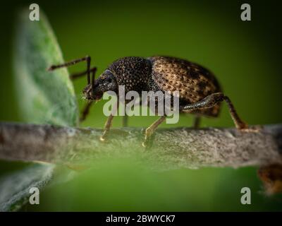 Weevil Curculionidae auf einem Baum-Makro-Bild im Wald Stockfoto