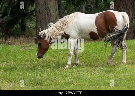 Ein braunes und weißes Pinto Pferd, das auf einer Waldwiese grast Stockfoto