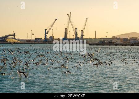 Schwarm von Möwen fliegen und schwimmend auf der Oberfläche des Meeres in der Nähe von Hafen Containerkrane Stockfoto