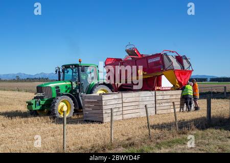 Darfield, Canterbury, Neuseeland, März 12 2020: Kartoffeln werden aus einem Grimme-Erntemaschinen entladen und in Mülltonnen geladen Stockfoto
