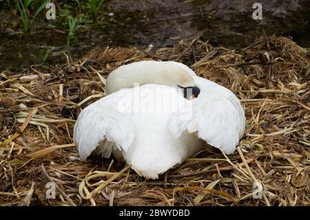 Weißer stummer Schwan schläft auf Nest weiblicher Stift Cygnus olor Vogel Wasservögel Stockfoto