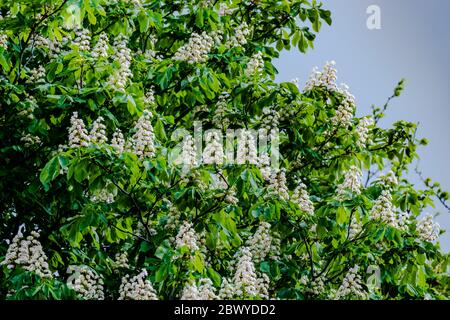 Pferd Kastanie Blume im Frühling Stockfoto