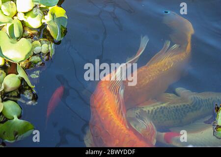 Farbenfrohe Gold-, Orange-, Rot-, Weiß- und Schwarzkoi-Fische in einem Teich, der unter grüner belaubter Oberfläche schwimmt Stockfoto