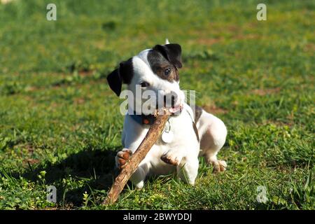 Jack Russell Terrier Hund, liegt auf dem Gras und beißt den Stock Stockfoto