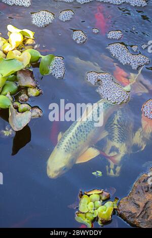Farbenfrohe Gold-, Orange-, Rot-, Weiß- und Schwarzkoi-Fische in einem Teich, der unter grüner belaubter Oberfläche schwimmt Stockfoto