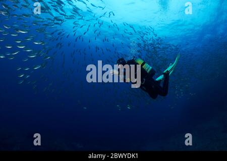 Unterwasseransicht eines Tauchers mit einer Schule von Traumfischen (Sarpa Salpa) (Ses Salines Naturpark, Ibiza, Balearen, Mittelmeer, Spanien) Stockfoto