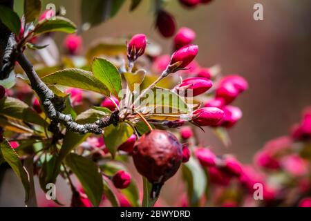 Rote Knospen des Apfelbaums Stockfoto