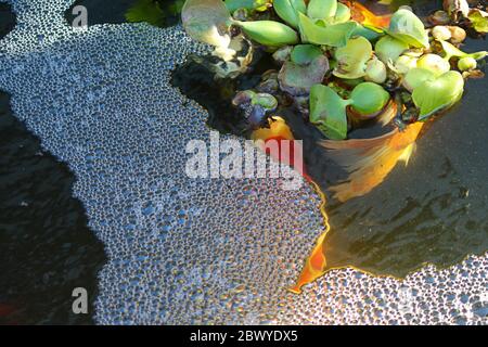 Farbenfrohe Gold-, Orange-, Rot-, Weiß- und Schwarzkoi-Fische in einem Teich, der unter grüner belaubter Oberfläche schwimmt Stockfoto