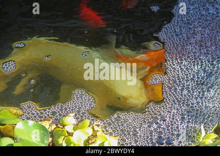 Farbenfrohe Gold-, Orange-, Rot-, Weiß- und Schwarzkoi-Fische in einem Teich, der unter grüner belaubter Oberfläche schwimmt Stockfoto