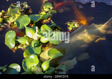 Farbenfrohe Gold-, Orange-, Rot-, Weiß- und Schwarzkoi-Fische in einem Teich, der unter grüner belaubter Oberfläche schwimmt Stockfoto