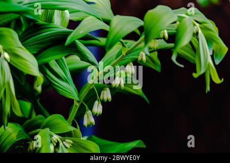 Verschiedene Gartenblumen im Frühling Stockfoto