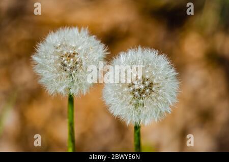 Löwenzahn auf der Wiese sonniger Frühlingstag Stockfoto