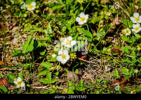 Wilde Erdbeeren blühen auf der Wiese Stockfoto