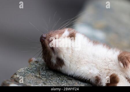 Kopf des toten Stoat (Mustela erminea) Mund offen, Zähne zeigen Stockfoto