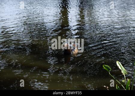 Männliche Mandarinente, die auf dem Teich im Trent Park, Cockfosters, London, Großbritannien, schwimmt. Stockfoto