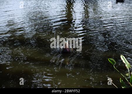 Vorderansicht der männlichen Mandarinente, die auf dem Teich im Trent Park, Cockfosters, London, Großbritannien schwimmt. Stockfoto