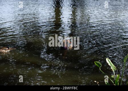 Vorderansicht der männlichen Mandarinente, die auf dem Teich im Trent Park, Cockfosters, London, Großbritannien schwimmt. Stockfoto