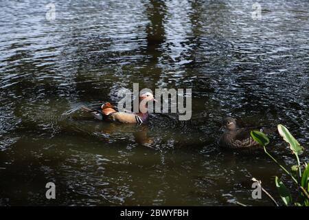 Ein paar Mandarinenten, die auf dem Teich im Trent Park schwimmen, Cockfosters, London, Großbritannien. Stockfoto