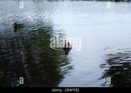 Vorderansicht der männlichen Mandarinente, die auf dem Teich im Trent Park, Cockfosters, London, Großbritannien schwimmt. Stockfoto