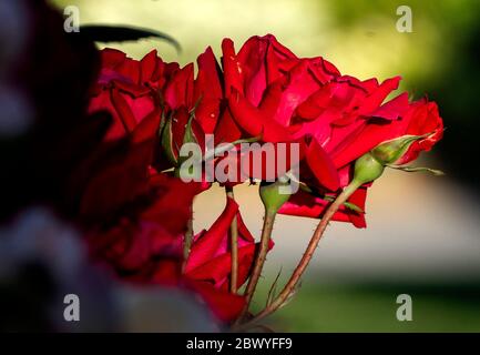 Rose in der frühen Morgenlicht Stockfoto