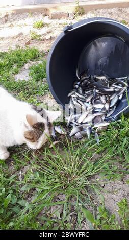 Die Katze isst Fisch aus einem Eimer. Fischfang für Katze. Stockfoto