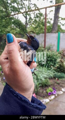 Schwalbe in einer weiblichen Hand gefangen. Insektenfresser Vogelschwalbe. Stockfoto