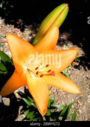 Blüten von gelben Lilien auf dem Blumenbeet. lilienblüten. Stockfoto