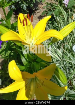 Blüten von gelben Lilien auf dem Blumenbeet. lilienblüten. Stockfoto