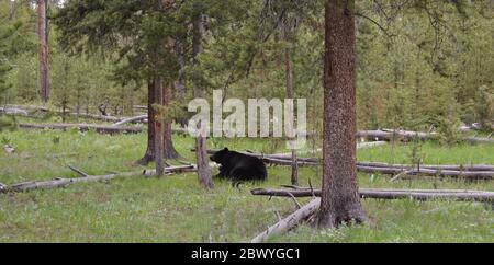 Spätsobst im Yellowstone Nationalpark: Black Bear in der Nähe der Grand Loop Road zwischen Tower Fall und Dunraven Pass Stockfoto