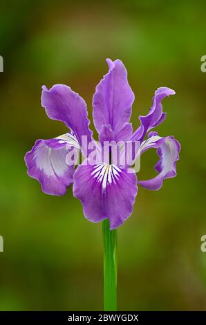 Oregon Iris, auch bekannt als Toughleaf Iris (Iris tenax); Ridgeline Trail, Hult City Park, Eugene, Oregon, USA. Stockfoto