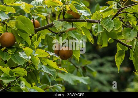 Birnenäpfel, die auf Baum im Obstgarten in der Sonne nahe der Ernte wachsen Stockfoto