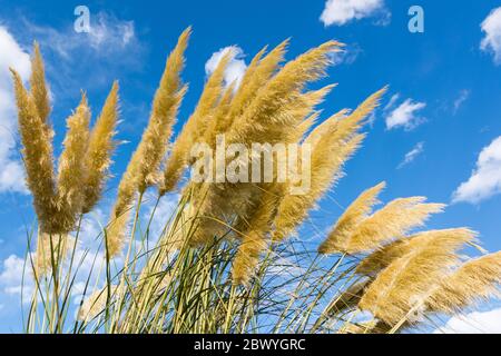 ToiToi oder Toetoe: Neuseeländische Graspflanze. Stockfoto