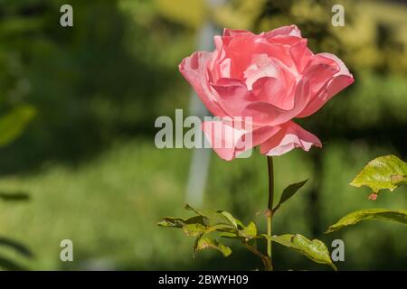 Blume Nahaufnahme Ansicht rosa Rose im Freien mit Sonnenlicht Stockfoto