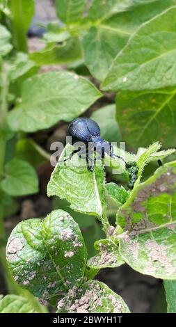 Großer schwarzer und blauer Farbkäfer Meloe violaceus Meloe violaceus Stockfoto