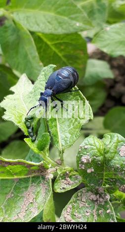 Großer schwarzer und blauer Farbkäfer Meloe violaceus Meloe violaceus Stockfoto