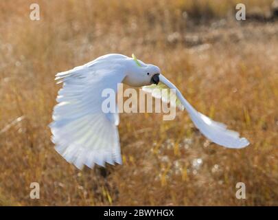 Australischer Schwefel-Kakadu, Cacatua galerita, im Cania Gorge National Park in Queensland Stockfoto