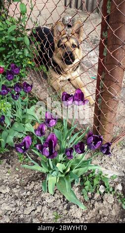 Schäferhund hinter einem Zaun und einem Blumenbeet. Violette Tulpen vor einem Hund. Stockfoto