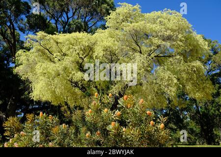 WESTERN Australia Perth - Banksia menziesii Baum im Kings Park und Botanischen Garten Stockfoto