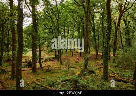 Mata de albergaria Wald im Frühling mit grünen Bäumen und braunen Blättern auf dem Boden Stockfoto