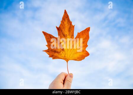 Herbstblatt. Hand hält Blatt in der Herbstsaison. Herbstlaub. Blauer Himmel Hintergrund. Stockfoto