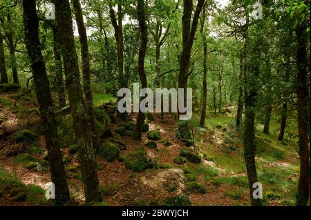 Mata de albergaria Wald im Frühling mit grünen Bäumen und braunen Blättern auf dem Boden Stockfoto