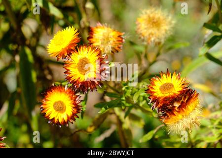 WESTERN Australia Perth - Kings Park und Botanic Garden Decke Blumen Stockfoto