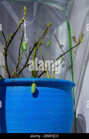 Monarch Schmetterling Chrysalis durch Zahnseide von Milchkraut in einem Schmetterling Aufzucht Käfig in Südkalifornien, USA aufgehängt Stockfoto
