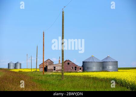 Typische Landschaft der gelben Rapsfeld in Blüte mit landwirtschaftlichen Geräten Lagercontainer in den kanadischen Prärien Provinzen Alberta und SAS Stockfoto