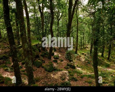 Mata de albergaria Wald im Frühling mit grünen Bäumen und braunen Blättern auf dem Boden Stockfoto