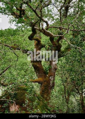 Mata de albergaria Wald im Frühling mit grünen Bäumen und braunen Blättern auf dem Boden Stockfoto