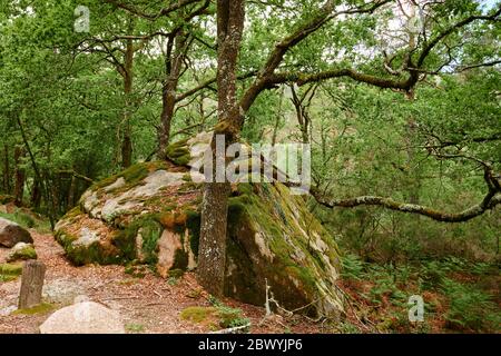 Mata de albergaria Wald im Frühling mit grünen Bäumen und braunen Blättern auf dem Boden Stockfoto